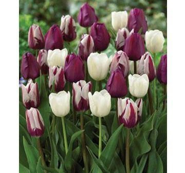 After Midnight  Tulip Bulb Mix (Pack of 12) on Sale