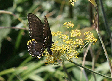 Swallowtail Fennel For Sale