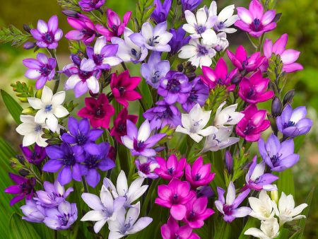 Babiana Stricta Mixture (Pack of 12) on Sale