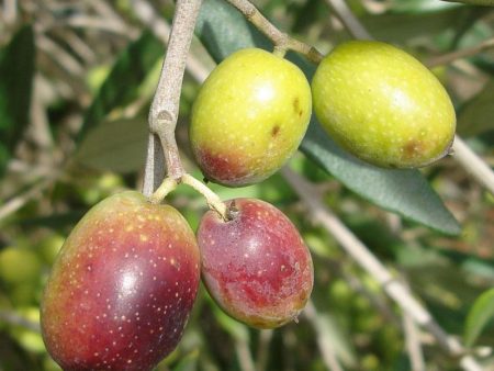 Frantoio Olive Tree Hot on Sale