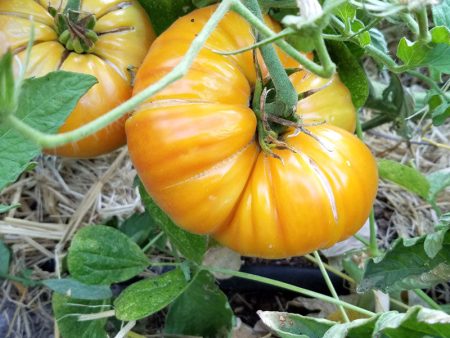 Big Rainbow Tomato (Organic) For Cheap