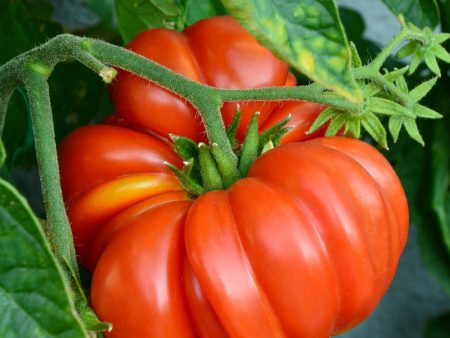 Brandywine Pink Tomato (Organic) Hot on Sale