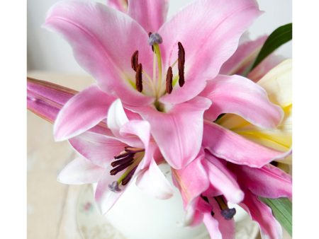 Amaryllis belladonna (Pack of 1) Fashion