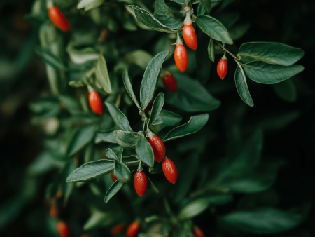 Goji Berry Root Crown Cutting Online now