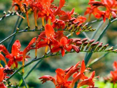 Crocosmia Crocosmiiflora Lucifer (Pack of 5) Discount