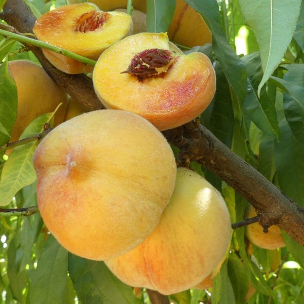 Frost Peach Tree Cheap