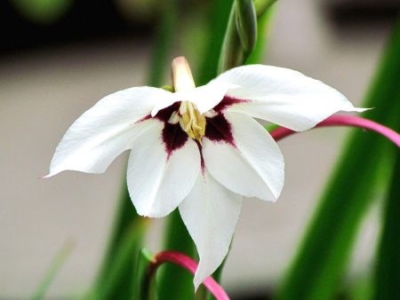 Acidanthera Murielae (Pack of 20) For Sale