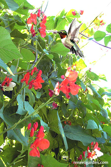 Painted Lady Runner Bean Seeds Online Hot Sale