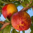 Mericrest Nectarine Tree on Sale