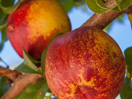 Mericrest Nectarine Tree on Sale