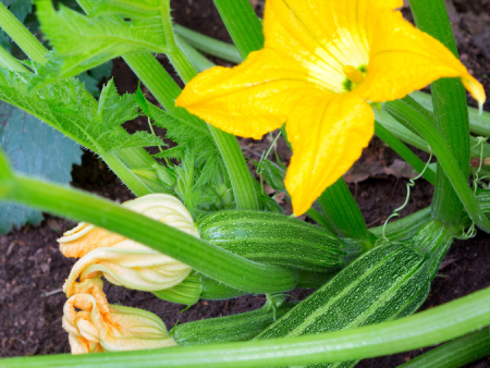 Cocozelle Summer Squash (Organic) Online now