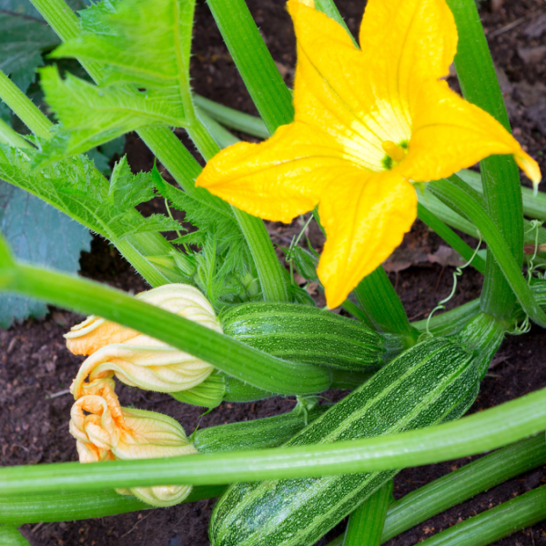 Cocozelle Summer Squash (Organic) Online now