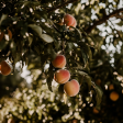 Red Baron Peach Tree Online now