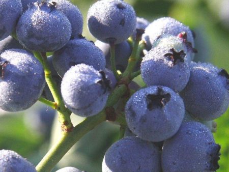 Blueberry - Bluegold (Mid-season) Cheap