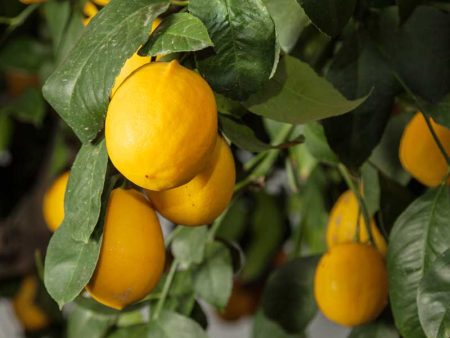 Improved Meyer Lemon Tree (Potted) on Sale