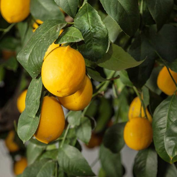 Improved Meyer Lemon Tree (Potted) on Sale