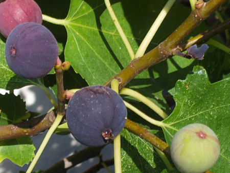 Improved Brown Turkey Fig Tree on Sale