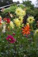 Summer Fireworks Dahlia Supply