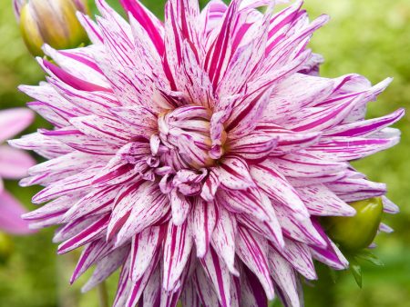 Dahlia Cactus Blackberry Ripple (Pack of 2) For Discount