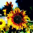 Autumn Beauty Sunflower (Organic) Sale