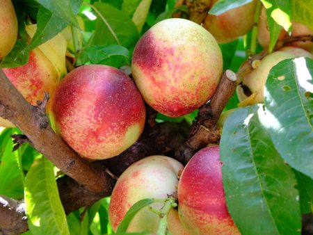 Arctic Jay White Nectarine Supply