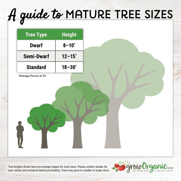 Improved Meyer Lemon Tree (Potted) on Sale