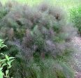 Swallowtail Fennel For Sale