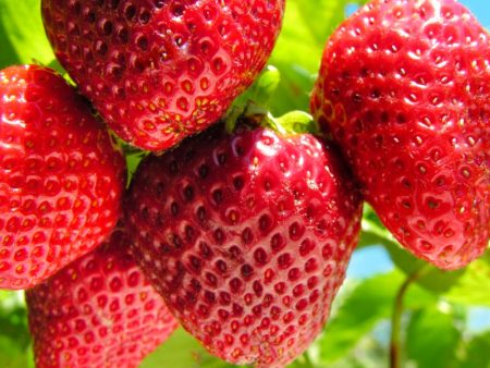 Quinault Strawberry Plants by the Box (1500) For Cheap