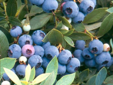 Blueberry - Sunshine Blue (Mid-Late Harvest) Online Hot Sale