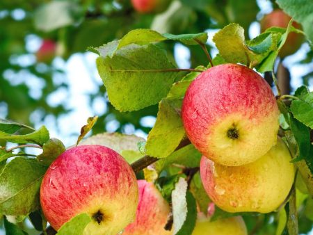 Braeburn Apple Tree Discount