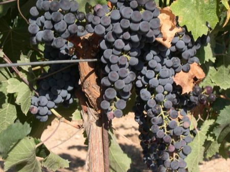 Merlot Wine Grape Vine Online Sale