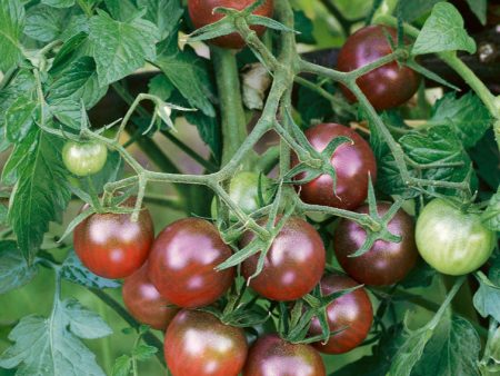 Black Cherry Tomato (Organic) Fashion