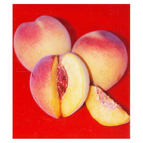 Red Baron Peach Tree Online now