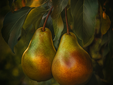 Comice Pear Tree Sale