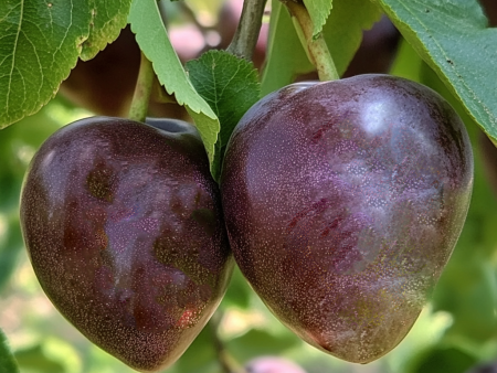 Elephant Heart Plum Tree Fashion