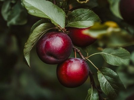 Burgundy Plum Tree on Sale