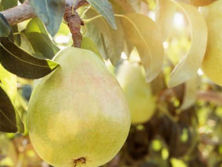 D Anjou Pear Tree Online Sale