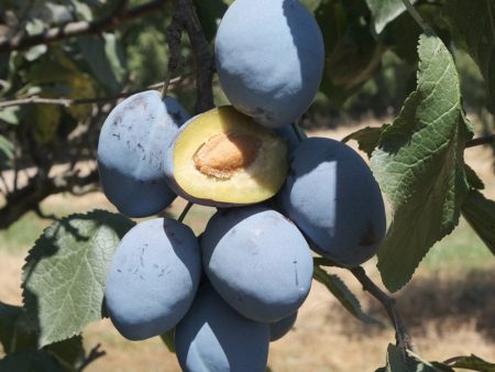 Blue Damson Plum Tree For Sale