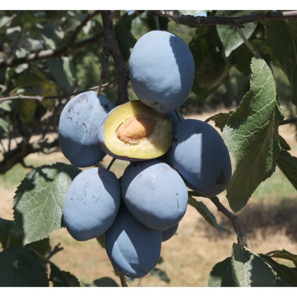 Blue Damson Plum Tree For Sale